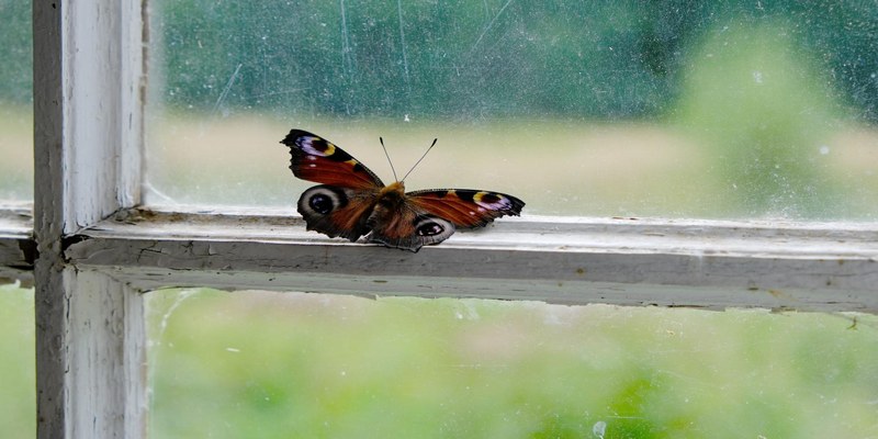 Bươm bướm bay vào nhà gắn liền với nhiều con số đề